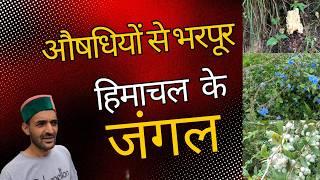 Amazing herbs in the Jungle of Himachal || Ayurvedic medicines for Uric acid