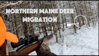 Hunting the Northern Maine Deer Migration | Last day of Rifle Season 2024