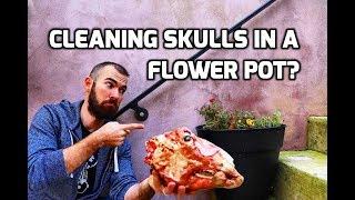 Cleaning a Skull in a Flower Pot (NO SMELL!)