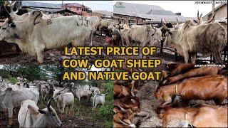 LATEST PRICE OF VARIOUS LIVESTOCK @ ADUWAWA CATTLE MARKET COW RAM & NATIVE GOAT COST OF PARTS OF COW