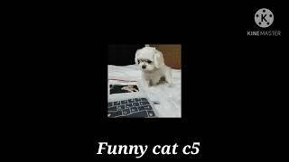 Baby Cats In Home Funny Cats C65