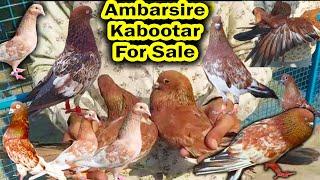 Indian Ambarsire Kabootar for Sale | Indian Pigeon Old Collection | Indian Parwazi Kabootar | Pigeon