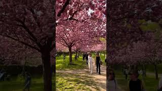 Biggest cherry garden in Berlin..#mauerweg #berlin #cherryblossom