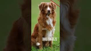 The Doggy Sneeze