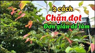 Bật mí 2 cách chặn đọt mai các bạn cần phải biết -@anhbayxunau