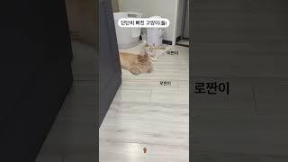 안놀아줘서 단단히 삐진 고양이들 (웃김주의)