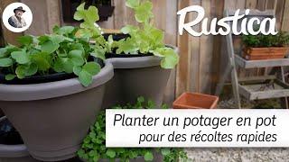 Un potager en pot pour des récoltes rapides