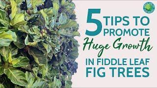5 Tips to Promote Huge Growth in Fiddle Leaf Figs | Fiddle Leaf Fig Plant Resource Center