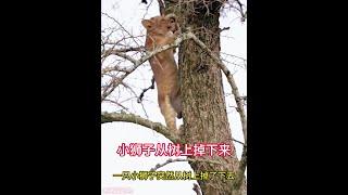 小獅子突然從樹上掉了下來，被附近的鬣狗看到了，小獅子危在旦夕 #動物的迷惑行為 #動物世界 #野生動物零距離 #鬣狗 #獅子