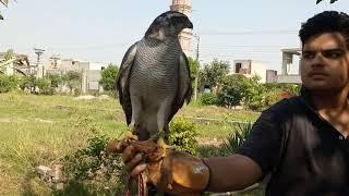 my goshawk has completed his moult || falconry art of kings