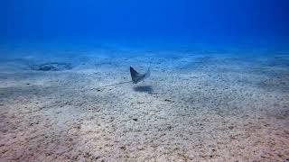 Salt Pier, Bonaire (20.3.2024)