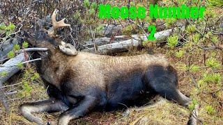 Moose Hunt 2024  Moose Number Two Down - Episode 3