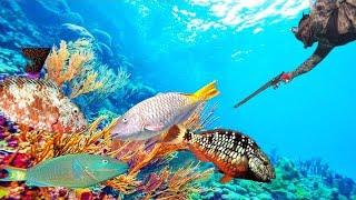 Huge!!! Lobsters ,Parrots, Jacks & Grunts Speared Today If Spearfishing Is Your Thing Click & Enjoy