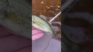 Rain Fishing Catching Tiny Bass #fishingtechniques #bassfishing #minnesotafishing