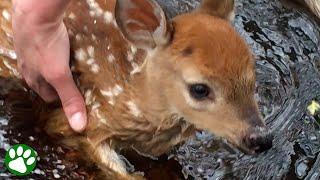 Orphaned BABY DEER asks for help