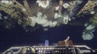 Sponges from a Shipwreck | California Academy of Sciences