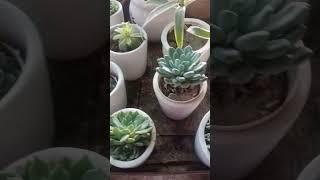 December 29, 2022#short ️️ succulent plant