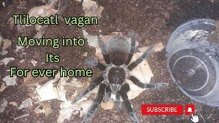 Tliltocatl Vagan (mexican red rump) #arachnid #nature #tarantula