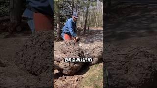 나무가 만들어낸 금보다 비싼 패턴