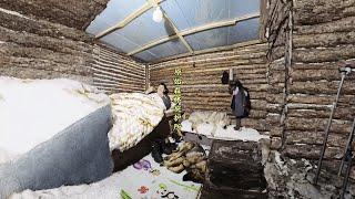 小木屋太热了带着媳妇和毛孩子在原始森林搭建小木屋庇护所等待狗狗生产～#荒野求生 #荒野建造 #野外生存