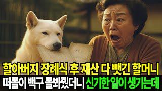 할아버지 장례식후, 며느리에게 재산 다 뺏기고 거지된 할머니, 떠돌이 백구 돌봐줬더니 신기한 일이 생기는데..