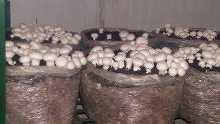 बिना लगत के लाखो कामने का तरीका ||  Mushroom Farming || Hello Kisaan