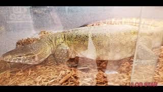 2020 New England reptile expo part 2