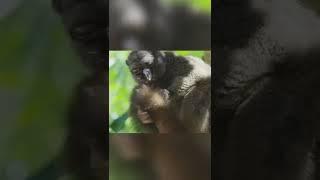 caocuongvu | Sinh vật ăn chơi không thua gì con người |Sự Thật Lạ Lùng Bạn Chưa Bao Giờ Biết #shorts