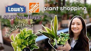 Big Box Plant Shopping 3 Locations! New Hoyas & Pothos!  