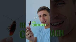 Thai #cockroach #cockroaches #pattaya #phuket #bangkok #samui #chiangmai #chiangrai #krabi #kohchang