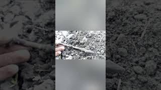 БРАСЛЕТ СКІФИ1 #metaldetecting #histori