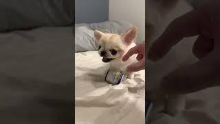 Cutest dog in the world #shorts #cutecats #funnycats #funny #cute