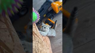 Funny Kitten Video #shorts #kitten #cute #viral #cat #lada #catcute