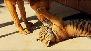 Feisty Tiger Cubs Play with Dogs | Tigers About the House | BBC Earth