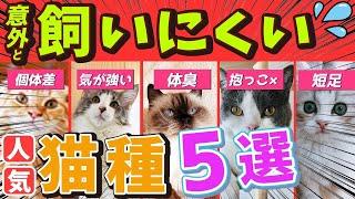 【実は飼いにくい一面がある"人気猫種"５選！】飼う時に注意が必要な種類の飼い方やお迎えの工夫を現役猫ブリーダーがご紹介！