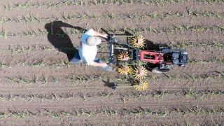 Tilmor Finger Weeders Work!