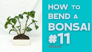 How to bend a Bonsai #11 - Hibiscus Rosa-Sinensis | Bonsaifly #shorts