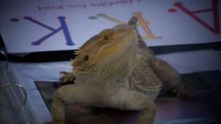 Amazing Reptiles for Kids A. R. K.