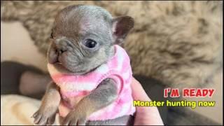 Tiny Frenchie Explores Her New Home, Ready to Hunt Any ‘Monsters’. TinkerTot ep1