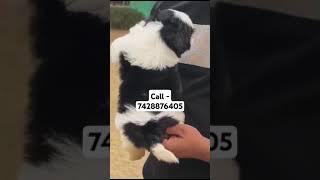 Black white Shih Tzu puppies for sale in Delhi ncr #puppypic #puppyshop #puppylife #puppyvideos