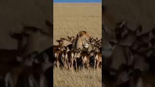 #cutebaby #cute #funny #baby #lion #deer #love #facebook #facts #fashion #duet #viralshort #muhammad