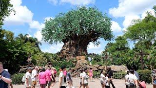 Disney's Animal Kingdom 2024 Summer Afternoon Walkthrough in 4K | Walt Disney World Orlando Florida