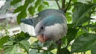 Quaker parrot playing in the natural aviary | JC 010