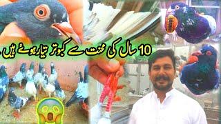 kamagar dub walay kabootar || Pola G Pigeon Club || Khokhar Pigeon Club