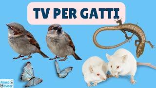 TV Per Gatti - ⭐ 1 ORA ⭐ di Uccellini, Topolini, Scoiattoli, Lucertole, Insetti e Farfalle ️