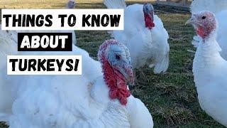 What I wish I would have known about turkeys!