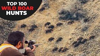 TOP 100 WILD BOAR HUNTS - TOP 100 BOAR HUNTS - CHASSE AU SANGLIER