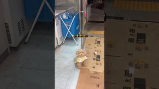 아무것도 못건진 복떠니