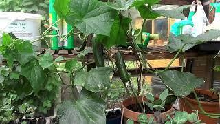 Growing Cucumbers in a greenhouse