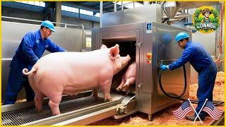 Revolutionary Tech in U.S. Farms: How Farmers Are Transforming Pig Raising and Processing
